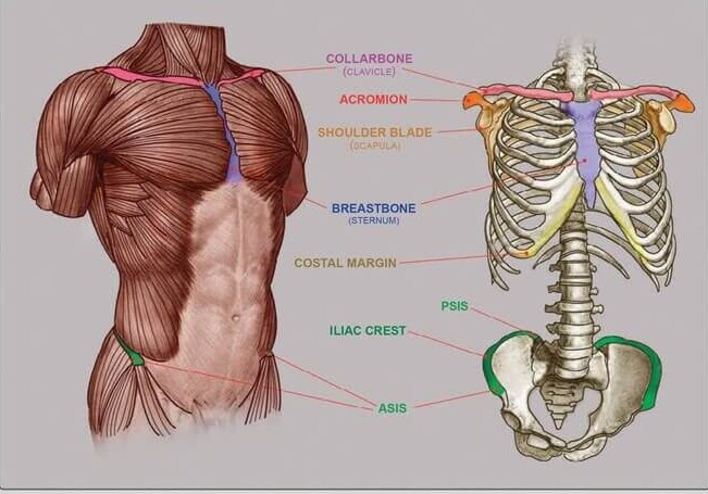 Anatomy